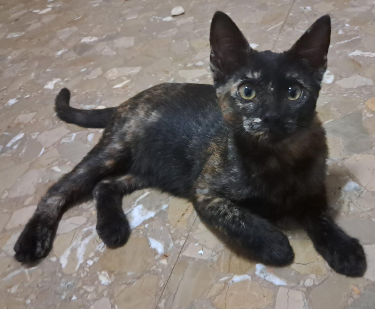 SilviaMylo's tweet photo. Es muy difícil que salgan adoptados 😢
Uno es el del ojito mal que nadie pregunta por él y la otra su hermanita carey uno de los gatos con menor posibilidad de ser adoptado 😢💔
Me dicen que pongo publicaciones para dar pena y puedo asegurar que estoy suavizando mucho la situación de estos pobres cachorros de apenas 4 meses y de su pobre madre 😢💔
Pueblo de Cádiz
633 91 13 90