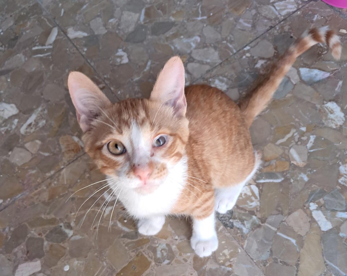 SilviaMylo's tweet photo. Es muy difícil que salgan adoptados 😢
Uno es el del ojito mal que nadie pregunta por él y la otra su hermanita carey uno de los gatos con menor posibilidad de ser adoptado 😢💔
Me dicen que pongo publicaciones para dar pena y puedo asegurar que estoy suavizando mucho la situación de estos pobres cachorros de apenas 4 meses y de su pobre madre 😢💔
Pueblo de Cádiz
633 91 13 90