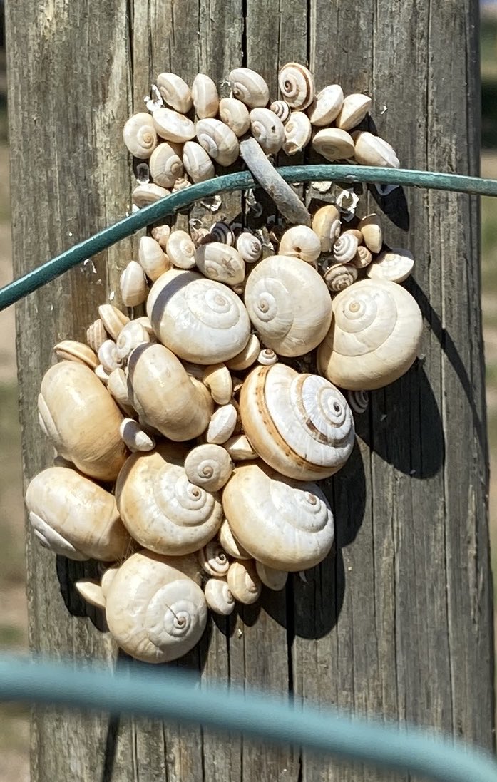 WALDEMAR JANUSZCZAK tweet media