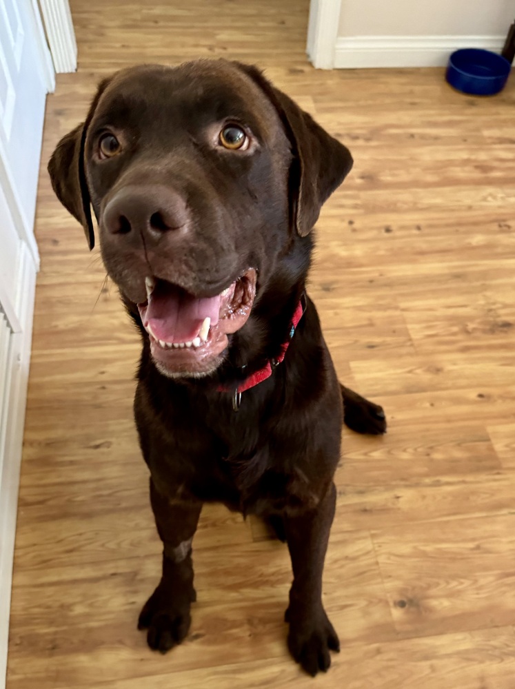 Meet Buddy! He is a happy, water-loving three- or four-year-old Labrador Retriever with the cutest face you've ever seen and a constantly wagging tail! Buddy was surrendered to WCLRR by a breeder.