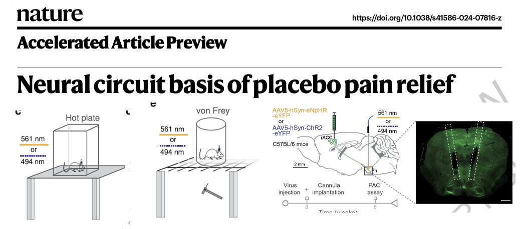What causes the placebo effect? What are the neural circuits underpinning the placebo pain? What's the pons got to do with it? Chong Chen, Grégory Scherrer and colleagues hit it out of the park with their new paper <a href="/Nature/">nature</a>.
Key Points:
- The authors remind us that the placebo