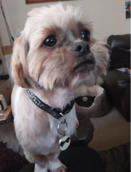 millypod1's tweet photo. DUDLEY HOME SAFE. THANKS FOR RT's 😊🐕🐾
🆘20 JUL 2024 #Lost DUDLEY #ScanMe #RESCUE YOUNG Cream / Light Brown Shih Tzu Cross Male Dudley has been newly rehomed.He ran off on a walk, #Millbrook area #Southampton #SO15 https://t.co/30opp0flwj https://t.co/IAbPGZLzEU