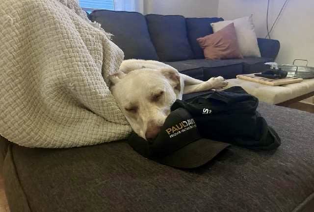 PaulDavisMSP's tweet image. Yogi's work ethic is pawsitively impressive, but even the best employees need a break! 🐶💤 This good boy had a ruff day on the job. #PDteam #RuffDay #WeArePaulDavis