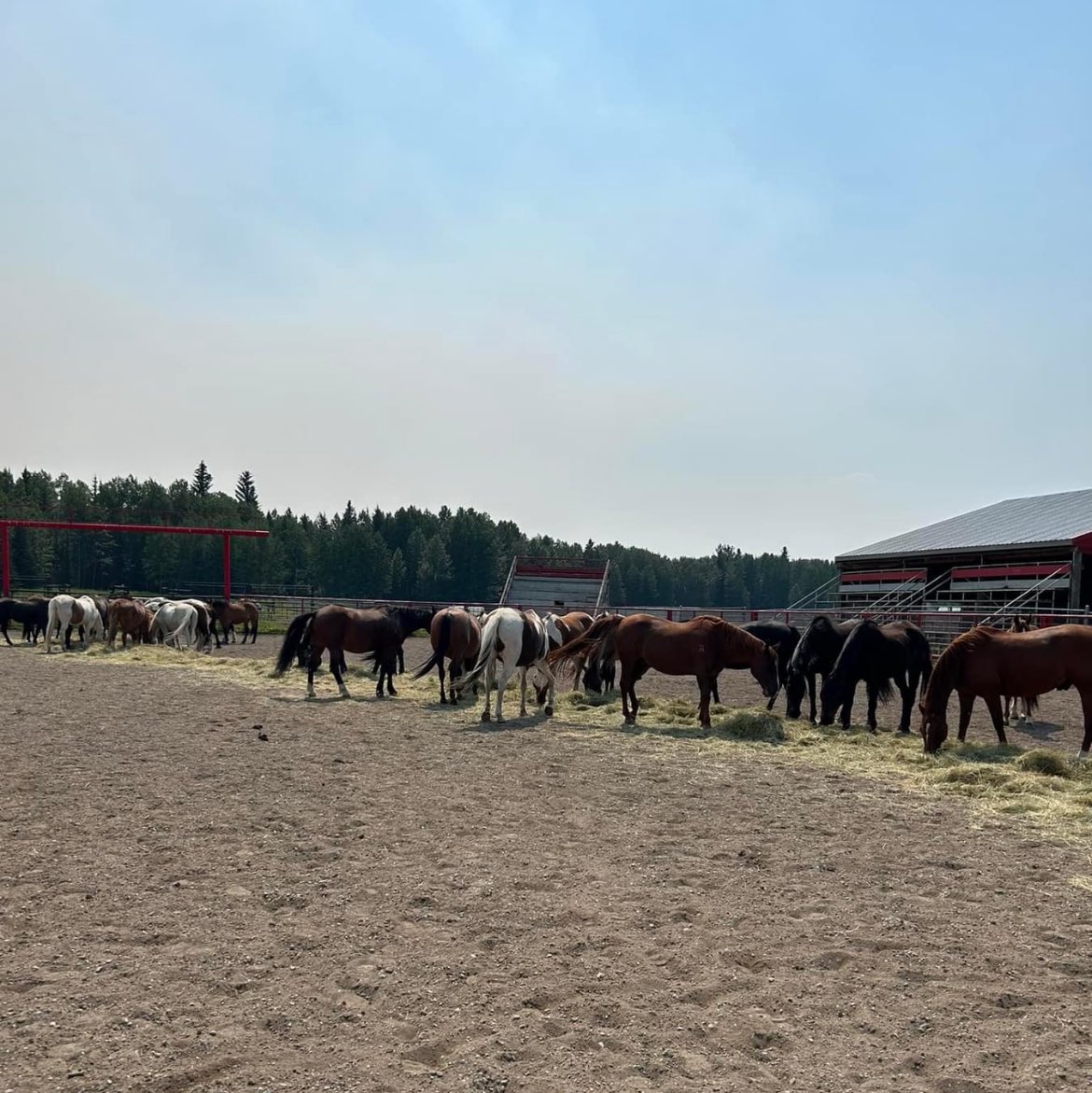Some small blessings. Looks like all of the Jasper trail horses escaped the fire safely, thanks to a convoy of volunteers with trailers.