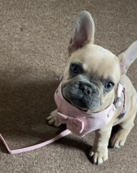millypod1's tweet photo. UPDATED TO #STOLEN @SuffolkPolice
🆘19 JUL 2024 #Lost BELLA #ScanMe #PUPPY Fawn & Cream French Bulldog Female #Ranville #CarltonColville #Lowestoft #Suffolk #NR33
PLEASE SHARE.
Facebook group for Bella.. https://t.co/7J6DEadG8j…
https://t.co/EU0wIPodLW https://t.co/ZewFi39vCK