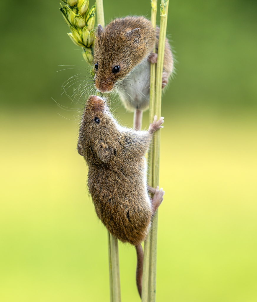 PDChina's tweet photo. Loving moment: A pair of mice shared a kiss while balancing on the wheat stems at a farmland in Dorset, England. https://t.co/WxpwKRxeJL