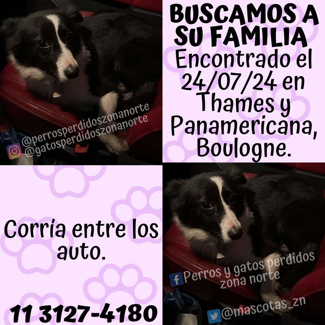 🟧BUSCAMOS A SU FAMILIA🟧
Encontrado el 24/07/24 en Thames y Panamericana, Boulogne.
Cualquier cosa comunícate con <a href="/yanina/">Yanina</a>.szendrowski al 11 3127-4180. 
☑️DIFUNDIR☑️