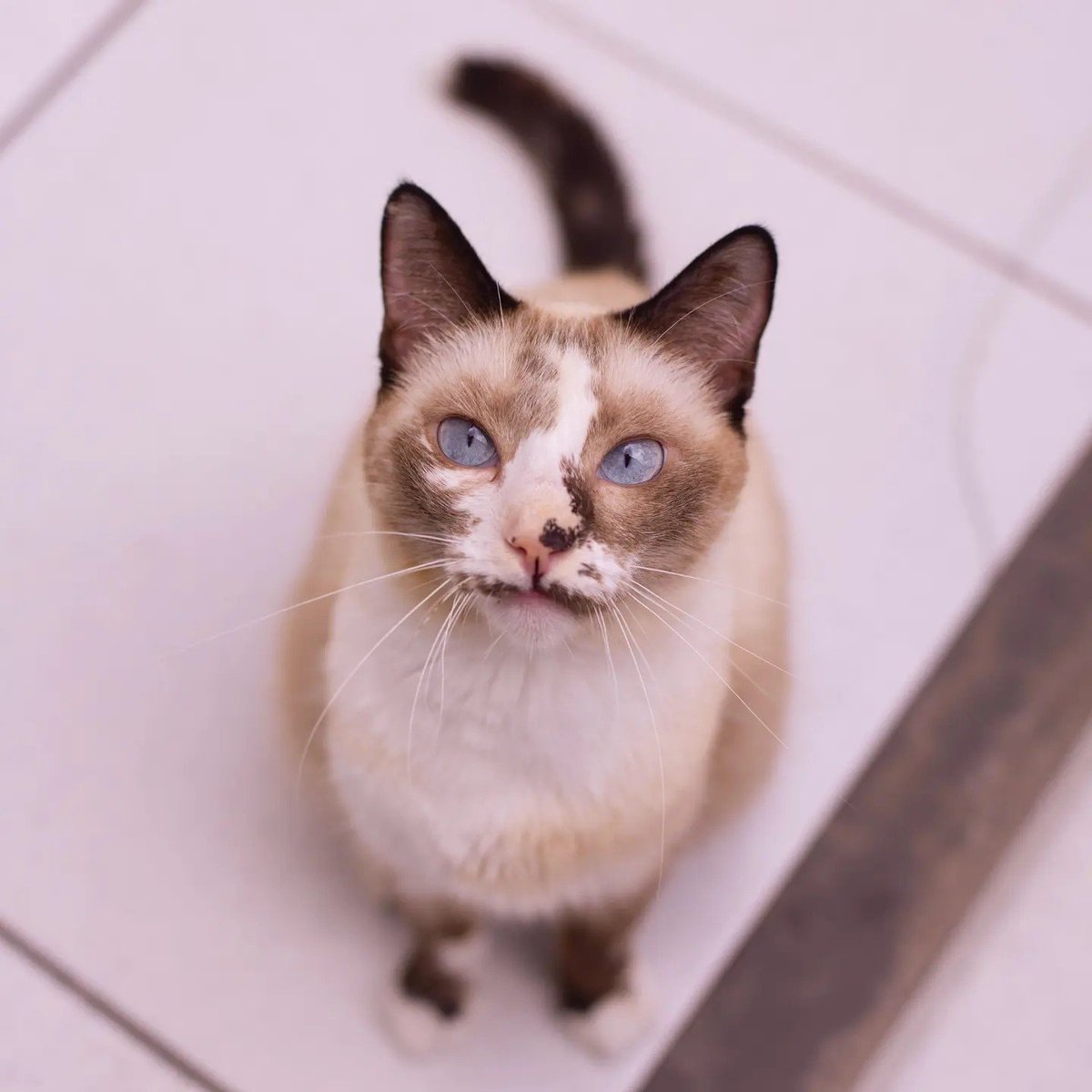 catlandrescue's tweet photo. Calopsita, essa coisinha linda e perfeita, foi  encontrada abandonada nas ruas por uma protetora que nos pediu ajuda.  Acolhemos essa princesa e cuidamos dela até que ficasse com a saúde boa, e con essa carinha de sapeca, para agora poder ser adotada! ♥️ 

adote@catland.org.br https://t.co/ux6FVWpFaz