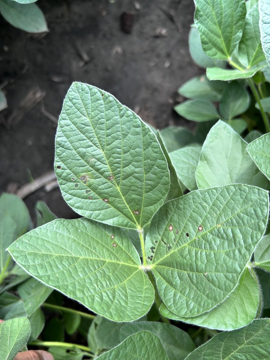 Textbook frogeye lesions developing 2 weeks after inoculation 🔎