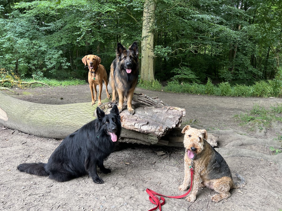 ForRover's tweet image. The day started great! Then the van decided to break down so this is the only photo of the day. Vehicle repaired and ready to walk another day.