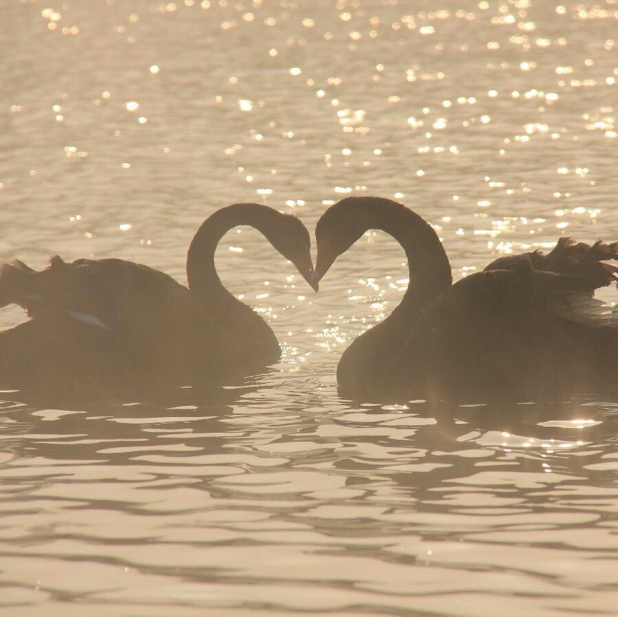heartipink's tweet photo. they’re in love https://t.co/4gJAPS0wih
