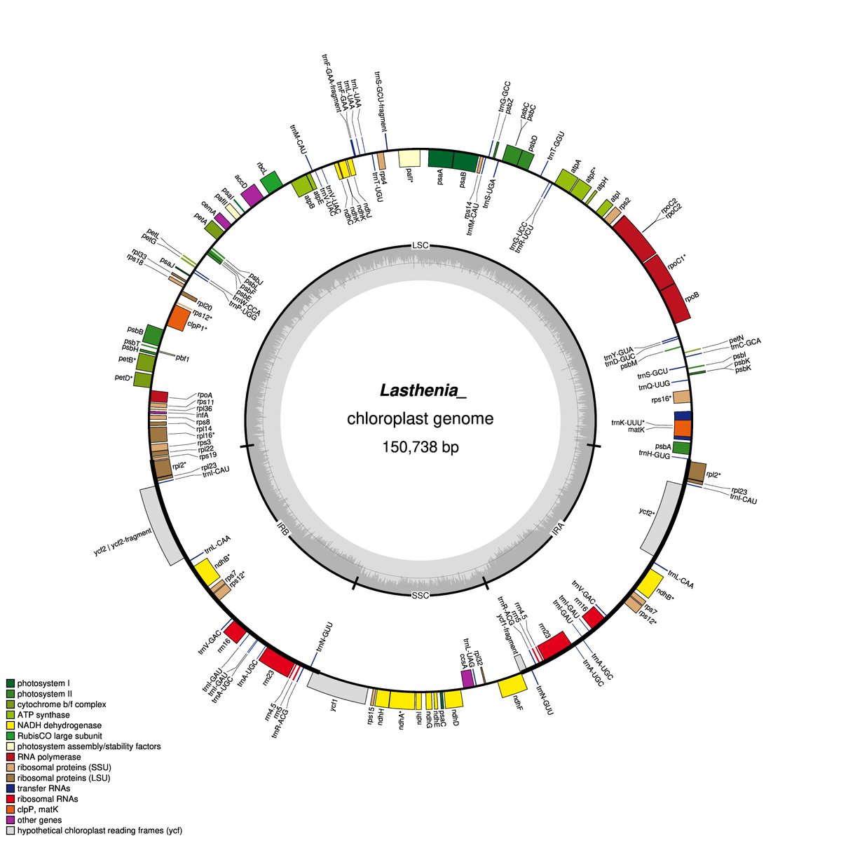 The nerdiest and coolest present for my 30th birthday: an annotated Lasthenia chloroplast chromosome from my sequence data! generated using CHLOROBOX from the Max Planck Institute.