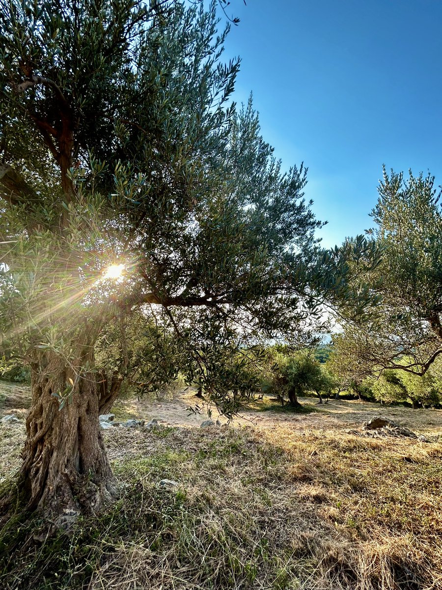 OlioZito's tweet photo. L’uliveto al tramonto che si estende lungo il pendio di una collina rivolta verso le isole Eolie. 
È la poesia naturale della Sicilia espressa in un luogo. 
Anche se tutto ciò non basta per descriverne il senso profondo di gratitudine e meraviglia che si prova al suo cospetto. https://t.co/LVmOPPvNHN
