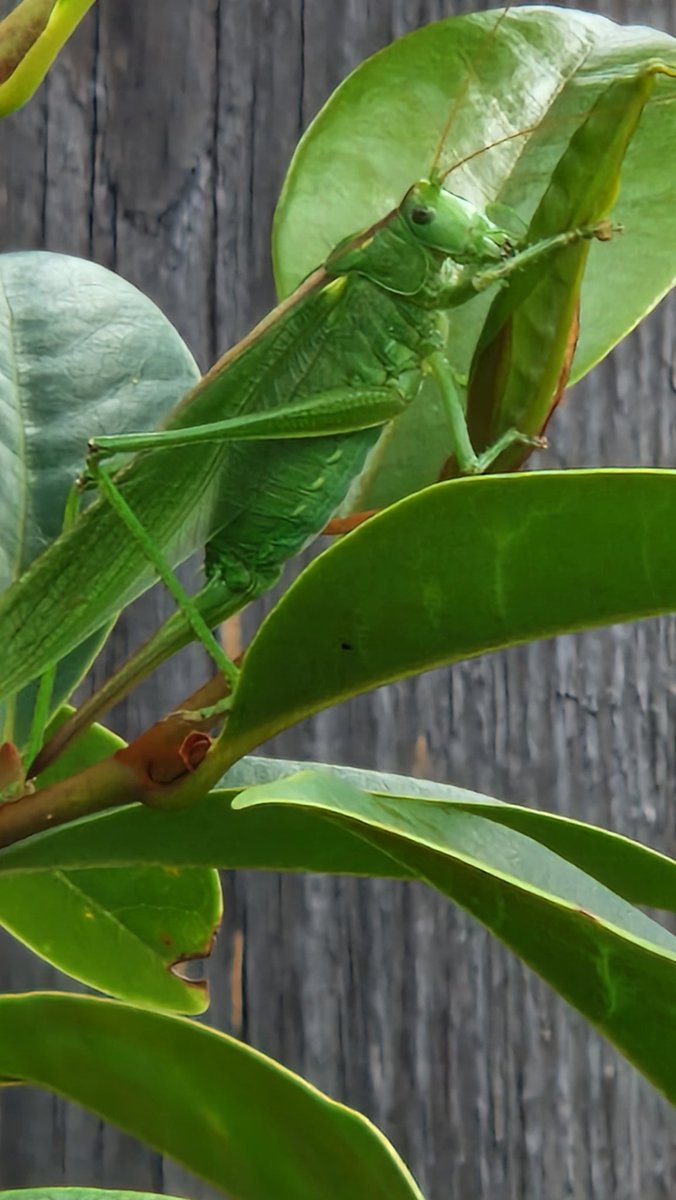 mireille1508's tweet photo. Grote groene sabelsprinkhaan in de tuin gesignaleerd #groot https://t.co/BFq0hRsgz3