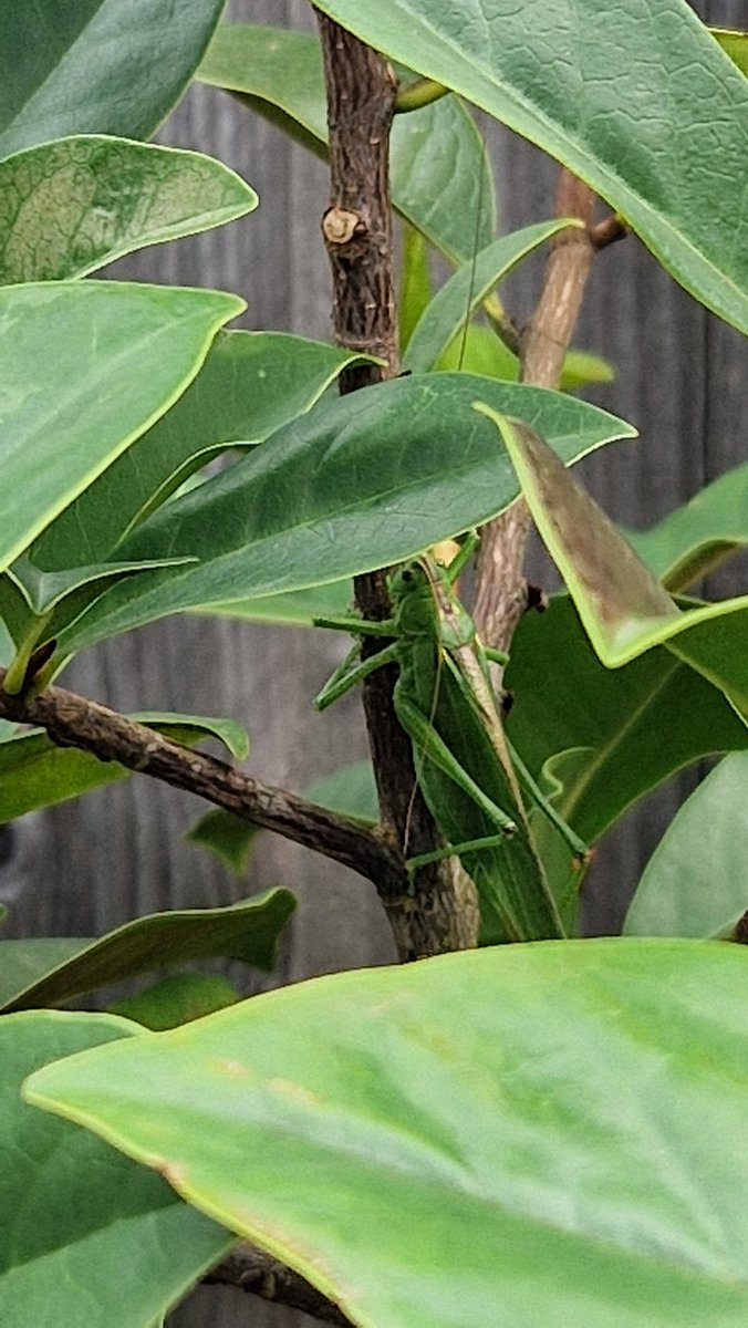 mireille1508's tweet photo. Grote groene sabelsprinkhaan in de tuin gesignaleerd #groot https://t.co/BFq0hRsgz3