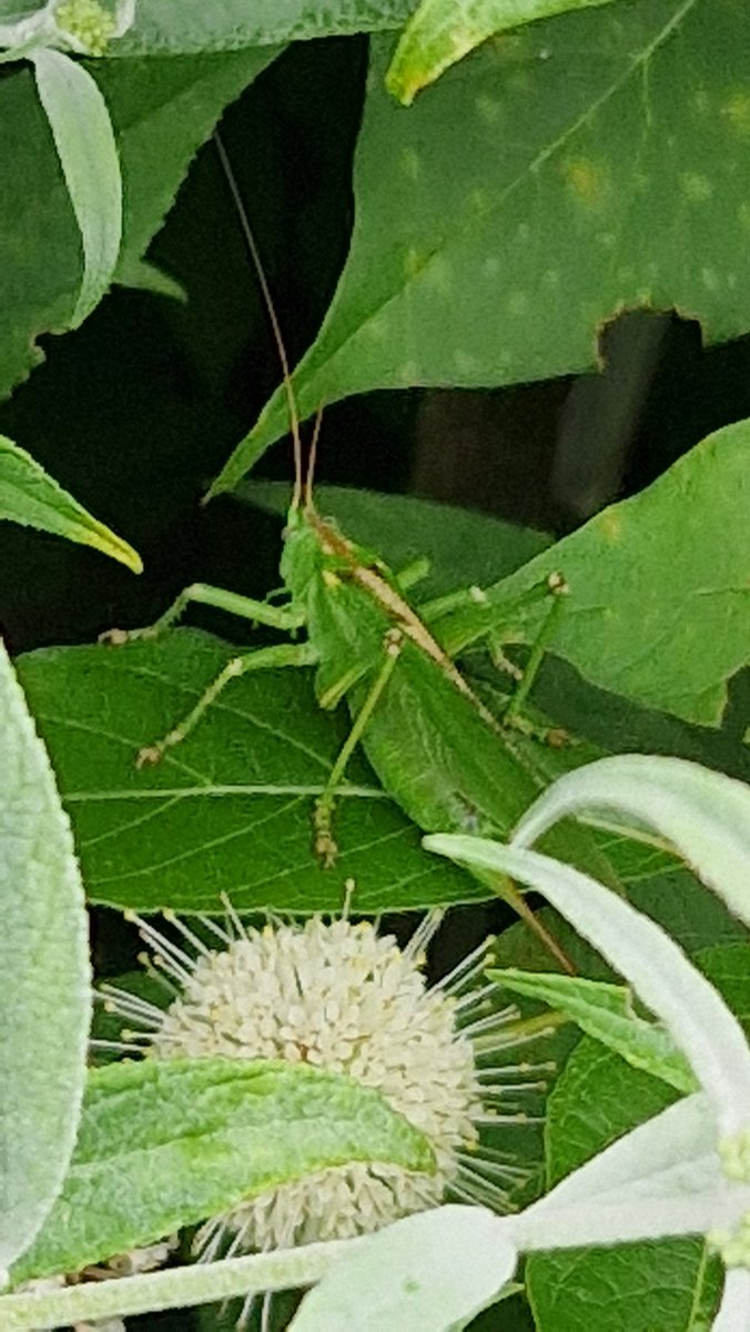 mireille1508's tweet photo. Grote groene sabelsprinkhaan in de tuin gesignaleerd #groot https://t.co/BFq0hRsgz3