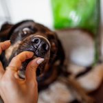 Photo by FirstMate Pet Foods (@FirstMatePet)