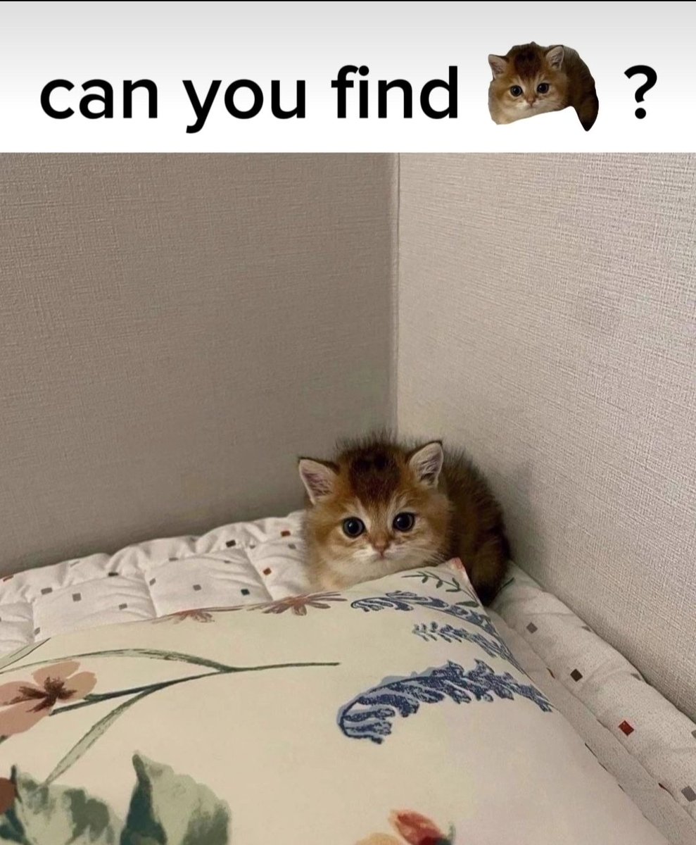 smol silly cat tweet media
