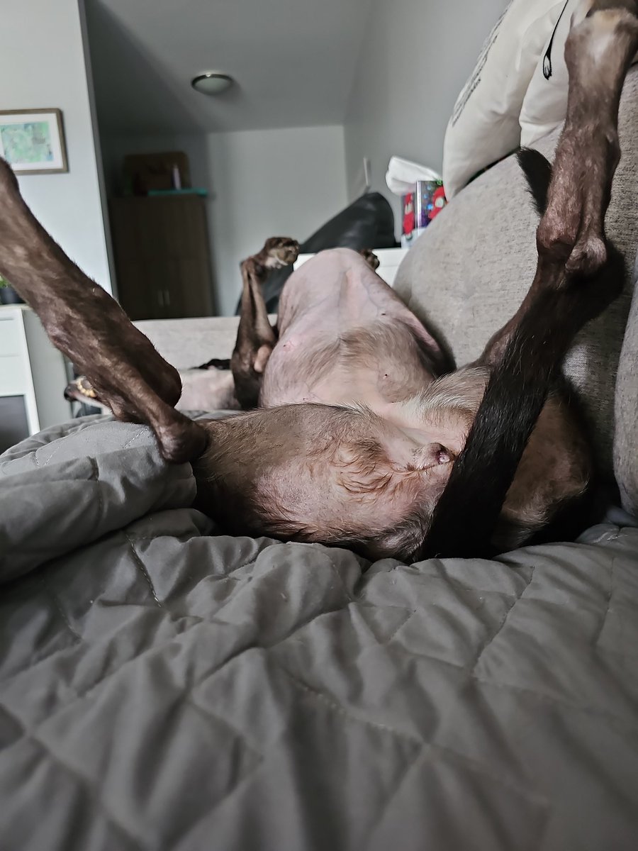 knuf1985's tweet photo. I love this girl. #Roaching #GreyhoundsOfX #FuckCancer https://t.co/pZWQj6SG1S