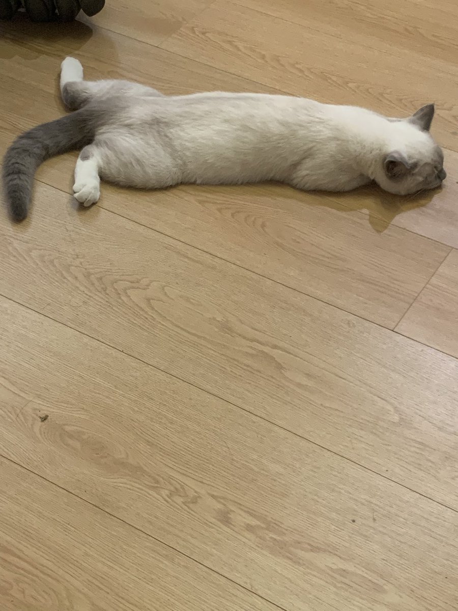 Del32853632's tweet photo. 猫饼🫓 https://t.co/95JP7ZbSio