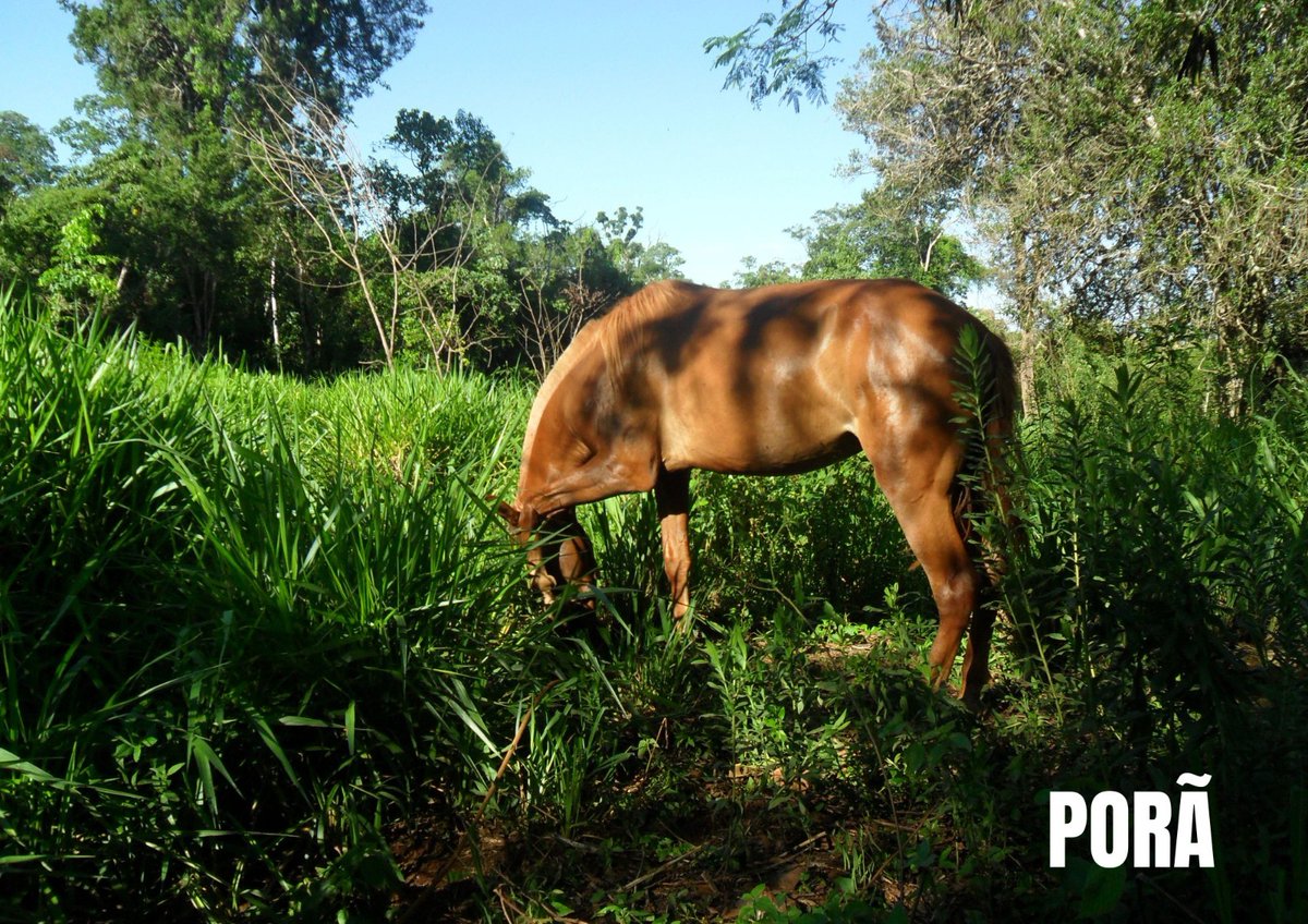 fundacionph15's tweet photo. Belleza en lengua mbya guaraní se dice PORÃ.
PH: Pamela Ruiz. Comunidad Mbya Guaraní Jasy Porã. Puerto Iguazú. Misiones.
#traductorvisual #ph15 #lenguasnativas #pueblosoriginarios #mby https://t.co/LYlSs8hx5f