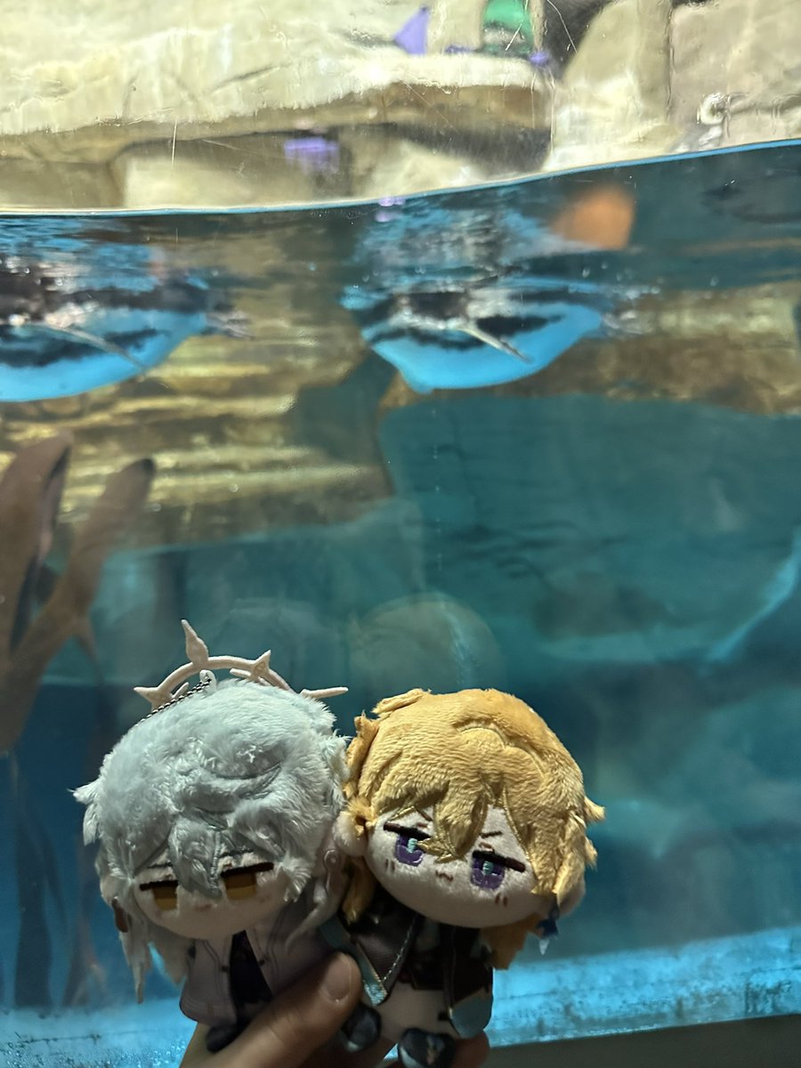 avenplush's tweet photo. Sunturine aquarium date https://t.co/YHRLLnyQpU