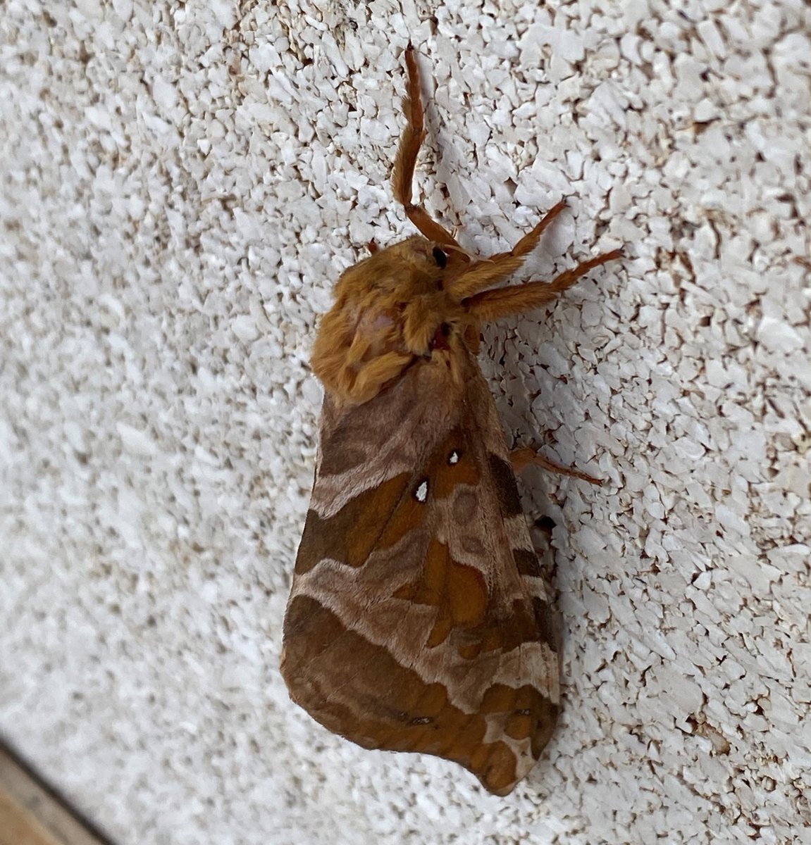 Don’t be spooked by this four-spotted ghost moth 👻!

You might find them “haunting” forests 🌳, where their larvae are busy eating poplar roots, their main food source. 

For more cool facts about moths check out this blog:  ontarioparks.ca/parksblog/5-mo… 

#DiscoverOP #MothWeek