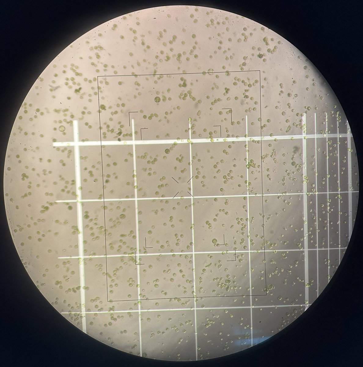 Natalia05522's tweet photo. Great talk today @TheSainsburyLab from @kamiljwitek of @2blades . From the scientific perspective, to the high throughput research, and the community engagement: amazing! Also the hands-on on protoplasts cell death assays lead by @ItsJustLel was quite cool. https://t.co/SN1syxpeW2