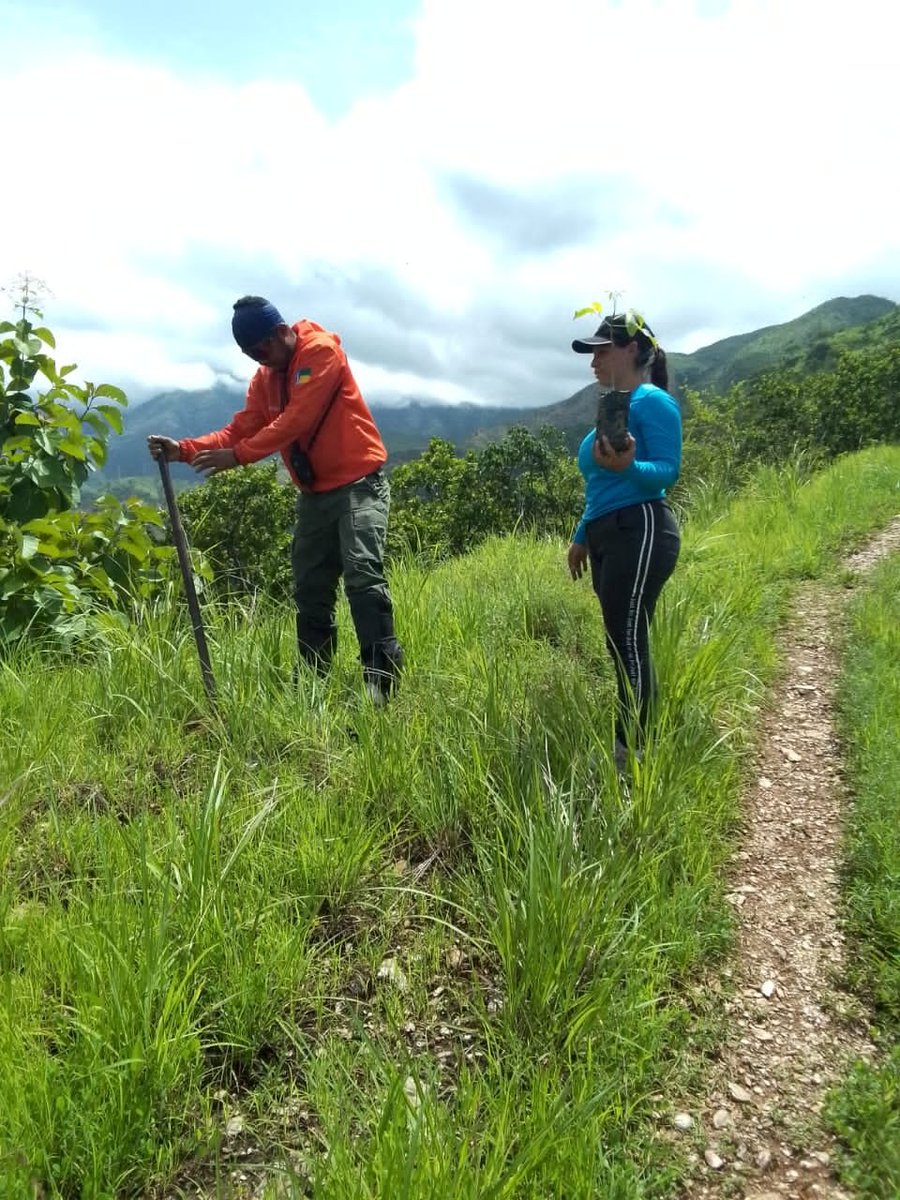 PCivil_Ve's tweet photo. #Aragua 📍En la Fila Arcos y Los Capuchinos del PN Henri Pittier, personal del Sistema Nacional de Gestión de Riesgo participó en Jornada de #Reforestacion de las áreas afectadas por los Incendios Forestales 🔥 a
Vía 👉@Forestales_13

#LogrosSNGR #PaLanteEsPaAllá https://t.co/DxXNd2U38N
