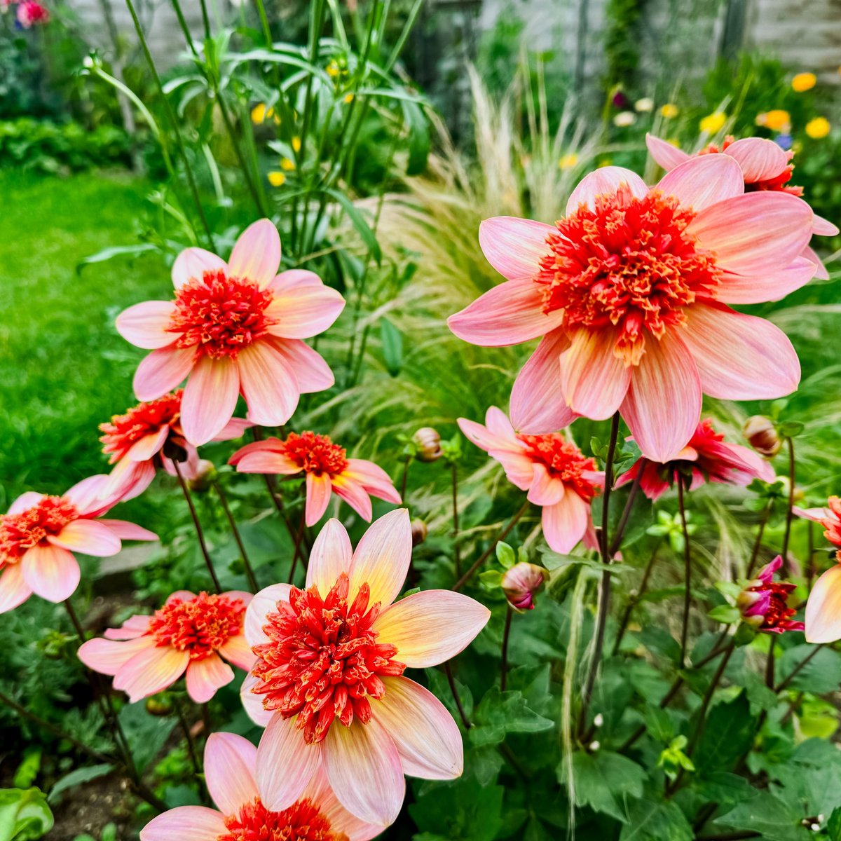 Good evening!🌿 
My favourite dahlia in the garden at the moment: Totally Tangerine!🧡

#dahlia #dahlialove