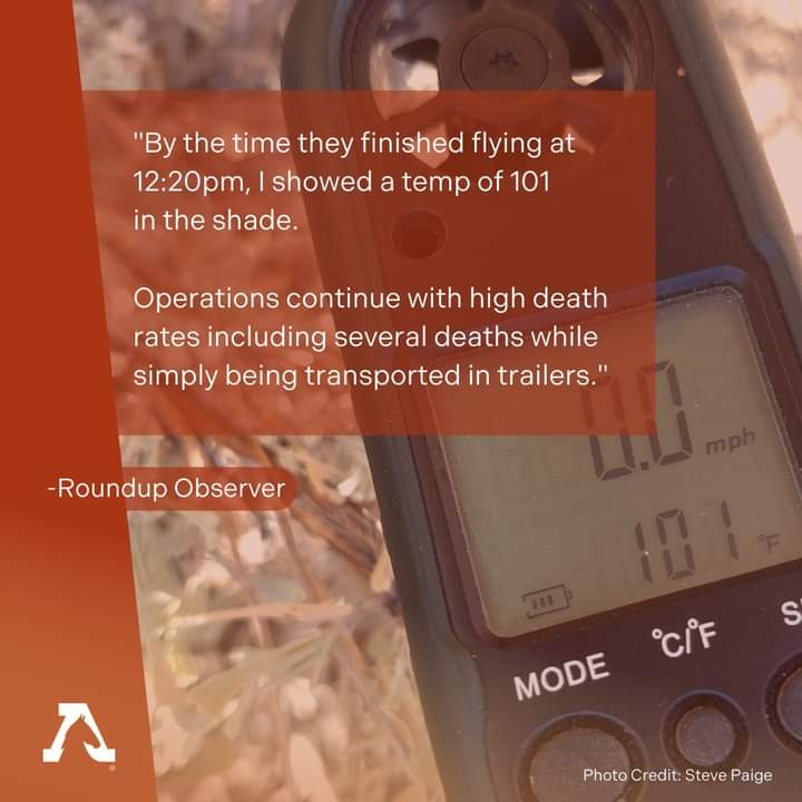 PrancerPaw's tweet image. This is animal cruelty and abuse; it's shameful.  #SaveWildHorses #StopTheTorture #HeatKills #WakeUp @BLMNational
@CNN @CBSNews @FoxNews @NBCNews @SkyNews @BreitbartNews @WorldAnimalNews @ABC
@CoryBooker @SenBooker 
Can you help stop this, please 🙏 
facebook.com/share/p/WYAiWA…