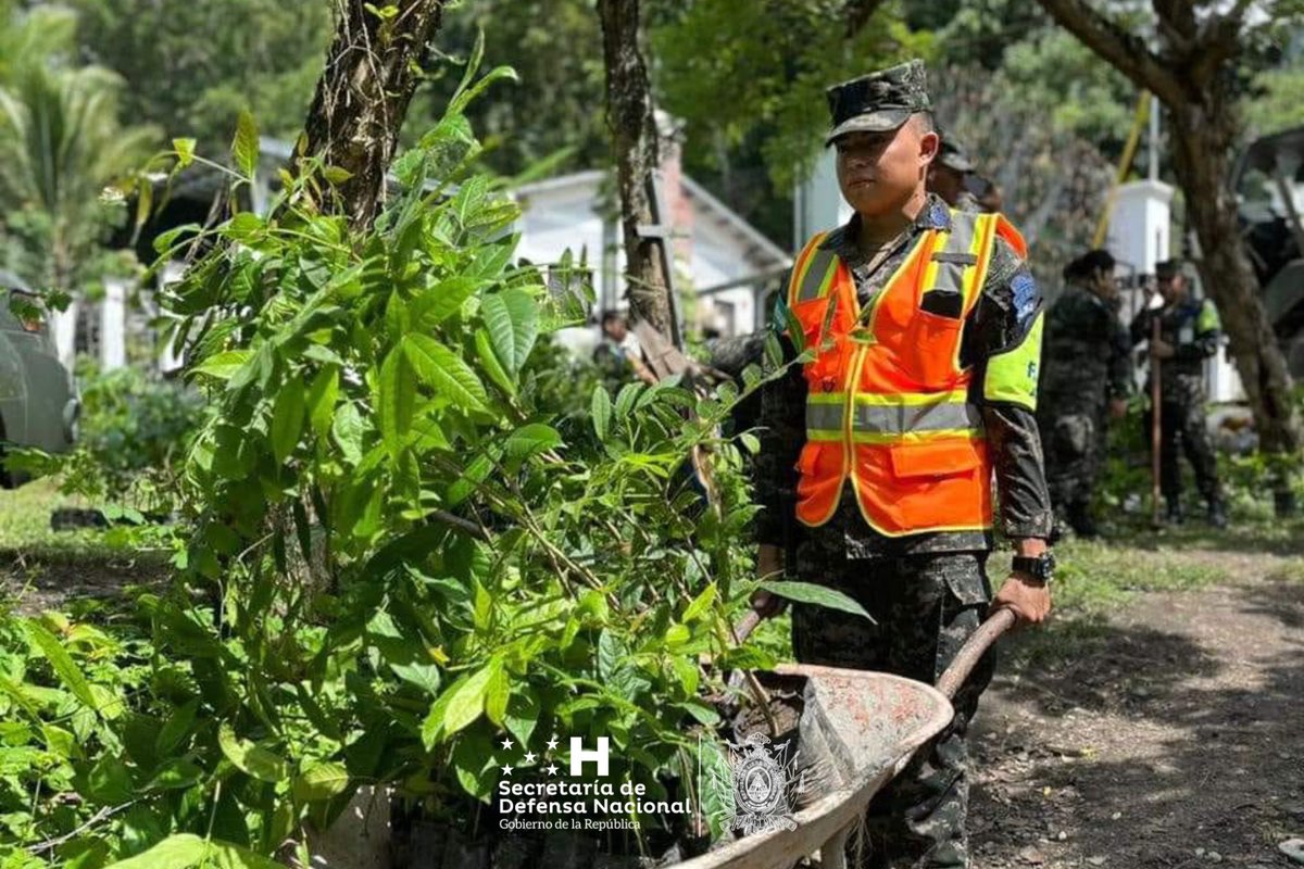 Sedenahn's tweet photo. En las últimas horas, en los departamentos de Danlí, Cortés, Valle y Francisco Morazán, con el apoyo de Alcaldías Municipales e integrantes de la Asociación Scouts, unidades militares del Ejército y de la @AereaHn, coordinados por el C-9, llevaron a cabo la plantación masiva. https://t.co/S1XC4vn17T