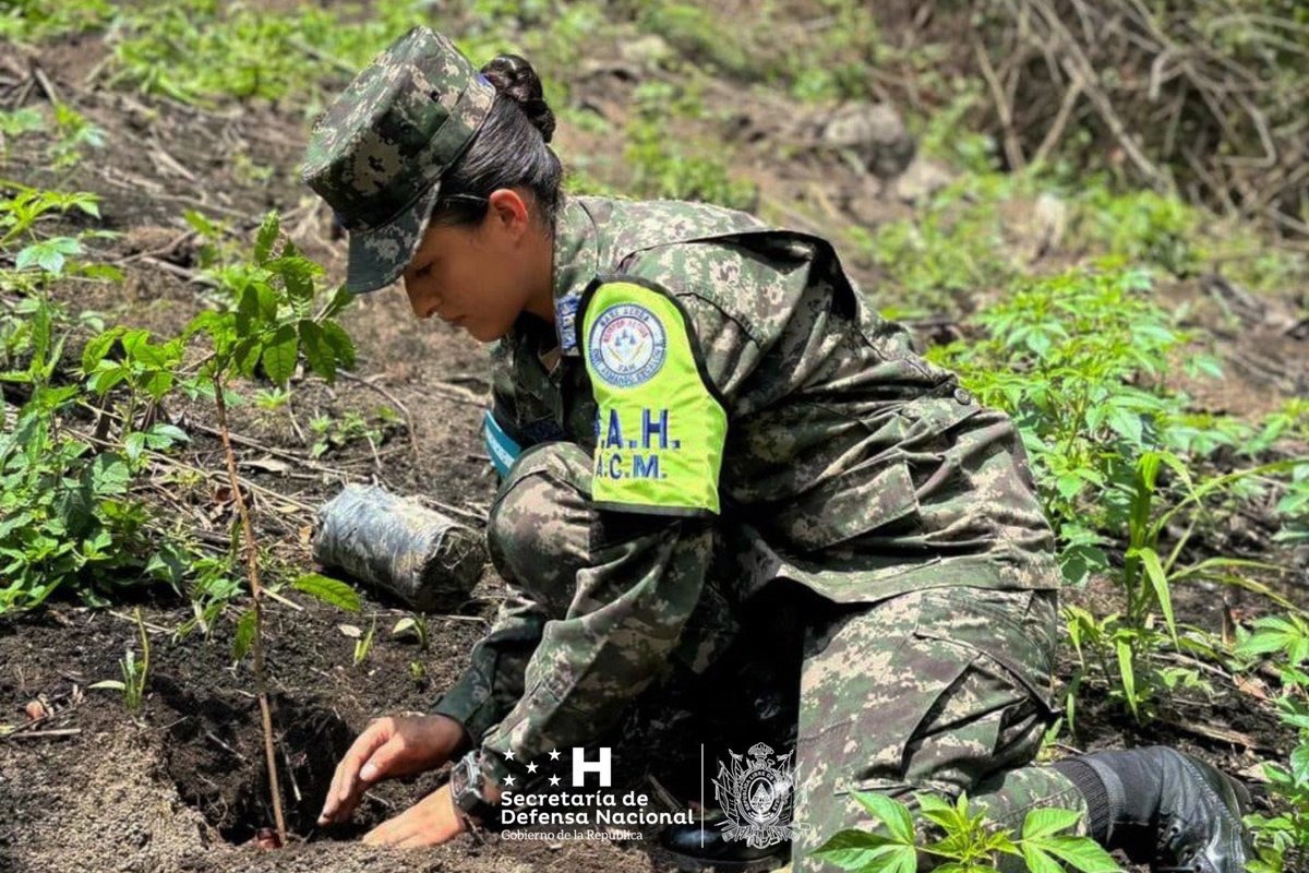 Sedenahn's tweet photo. En las últimas horas, en los departamentos de Danlí, Cortés, Valle y Francisco Morazán, con el apoyo de Alcaldías Municipales e integrantes de la Asociación Scouts, unidades militares del Ejército y de la @AereaHn, coordinados por el C-9, llevaron a cabo la plantación masiva. https://t.co/S1XC4vn17T