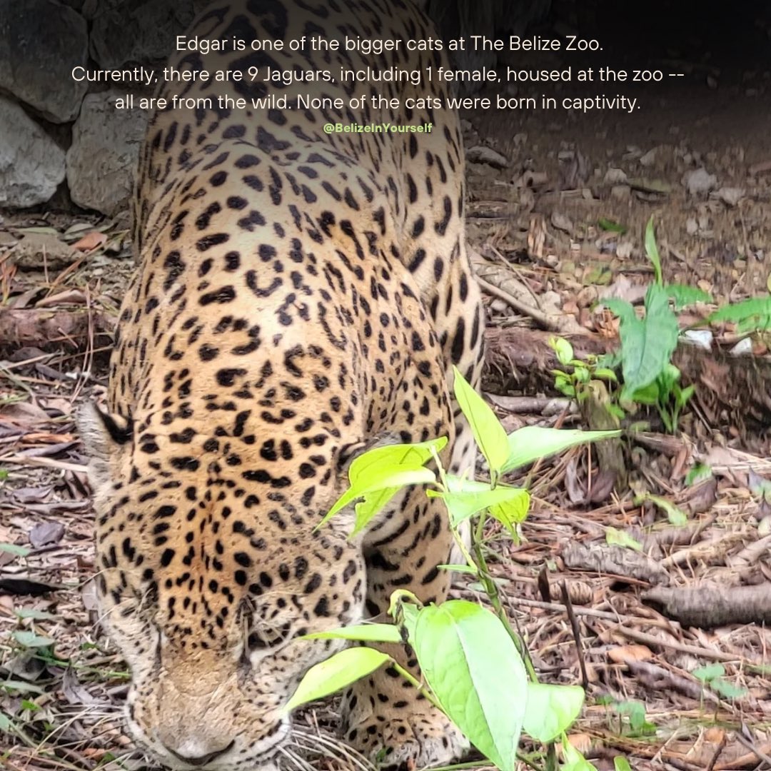 belizenyourself's tweet photo. 🐆Meet Edgar, the Jag with the Swag at @ZooBelize. (he’s so cool!😊) 

Learn more about Edgar here:
🎥 https://t.co/dCjpuqh2rR

#belize #belizezoo #zoo #jaguars #centralamerica #travelbelize #belizeit #alwaysbelizeinyiurself #belizeinyourself https://t.co/3klLpnaVqT