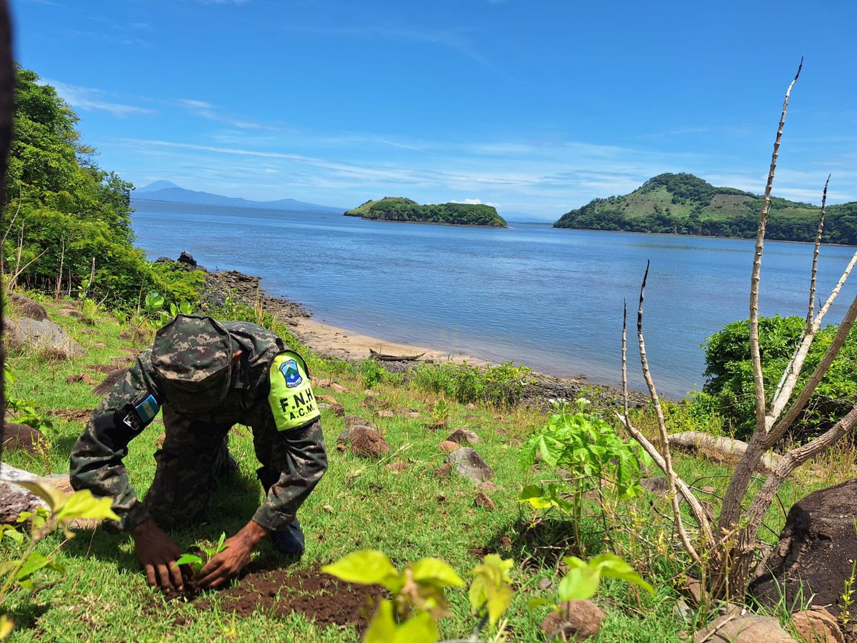 Miembros de la Base Naval de Amapala han culminado una exitosa jornada de reforestación en las Islas Inglesera y Coyote, donde plantaron un total de 1,800 árboles.