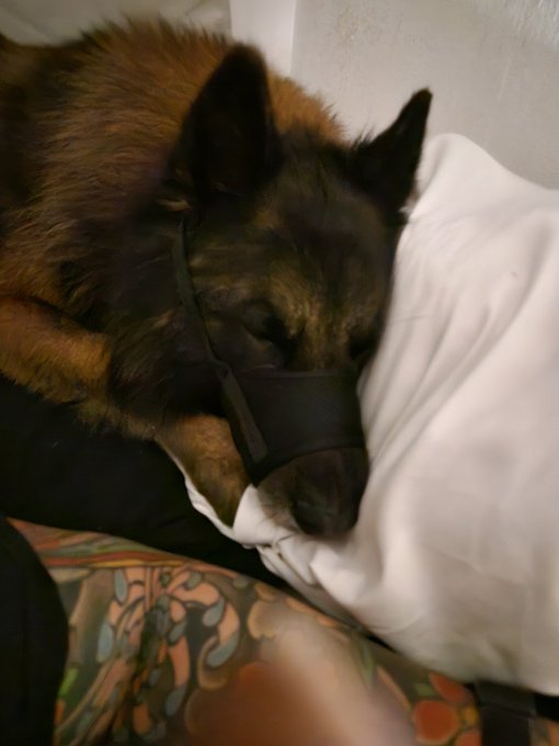 J'ai mis &agrave; Nero sa museli&egrave;re pour pas qu'il aboie &agrave; tout va (je lui met GRAND MAX 10MIN) et l&agrave; il c'est<a href="/tag/stripchat"class="tags"><span>#stripchat</span></a><a href="/tag/stripchatlive"class="tags"><span>#stripchatlive</span></a>