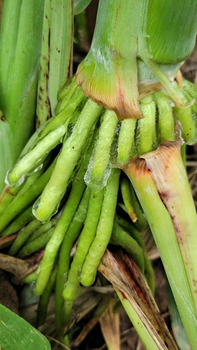 Nithya Rajan tweet media