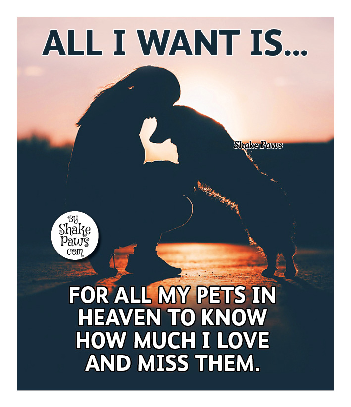 Pawzazzle's tweet photo. ❤️ https://t.co/5t0S5sj4PE