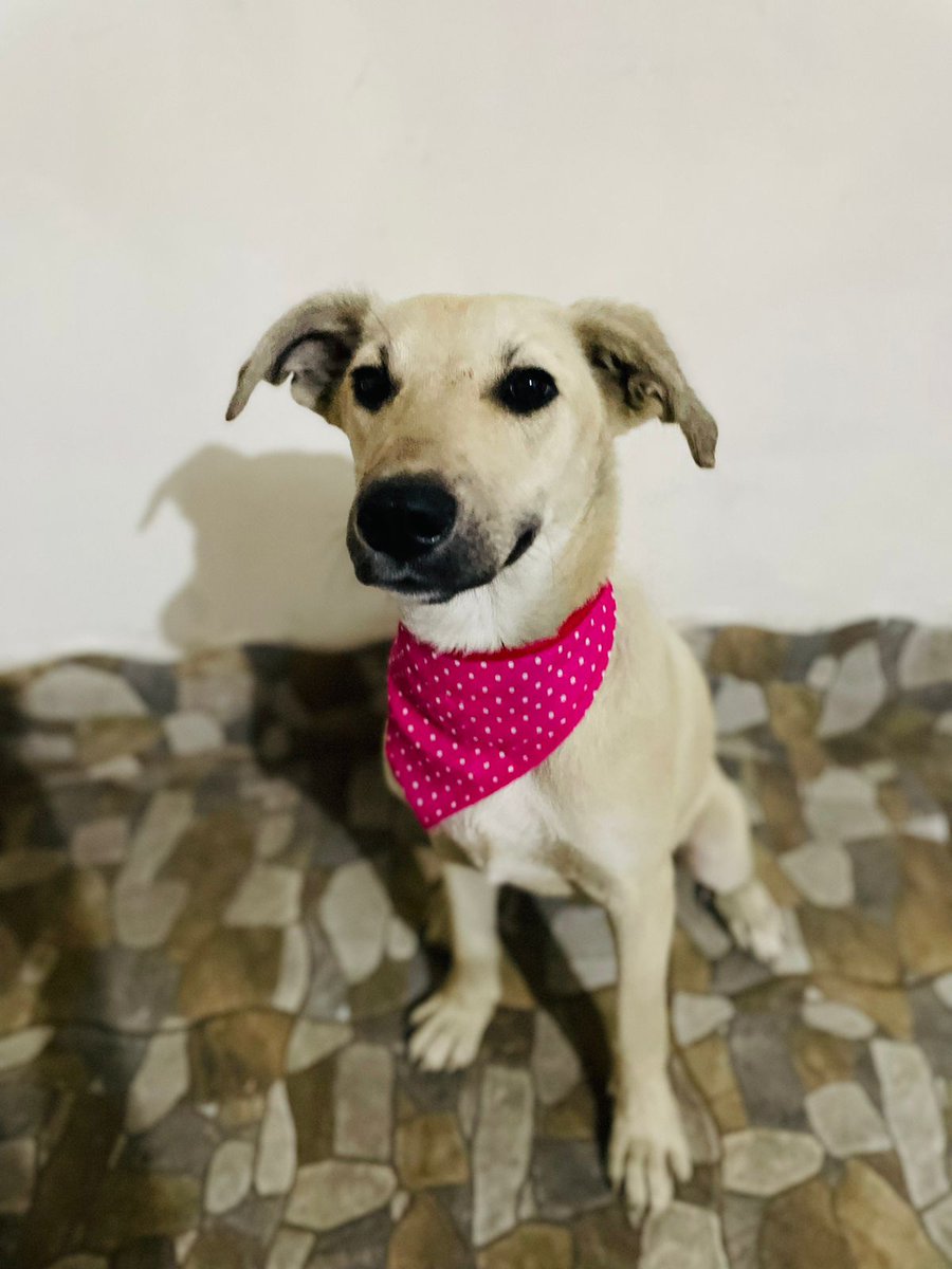 Le llamamos Bianca, ya está en resguardo, por favor si pueden ayudarle donando 1 día de pensión o algo de alimento 🙏🏽🙏🏽🙏🏽
amazon.com.mx/hz/wishlist/ls…

Banco Azteca 
Diana Carolina Rosales Pérez
CLABE 1271 8001 3430 2782 63 
TARJETA 5512382370661060

BANCOMER
Diana Carolina Rosales