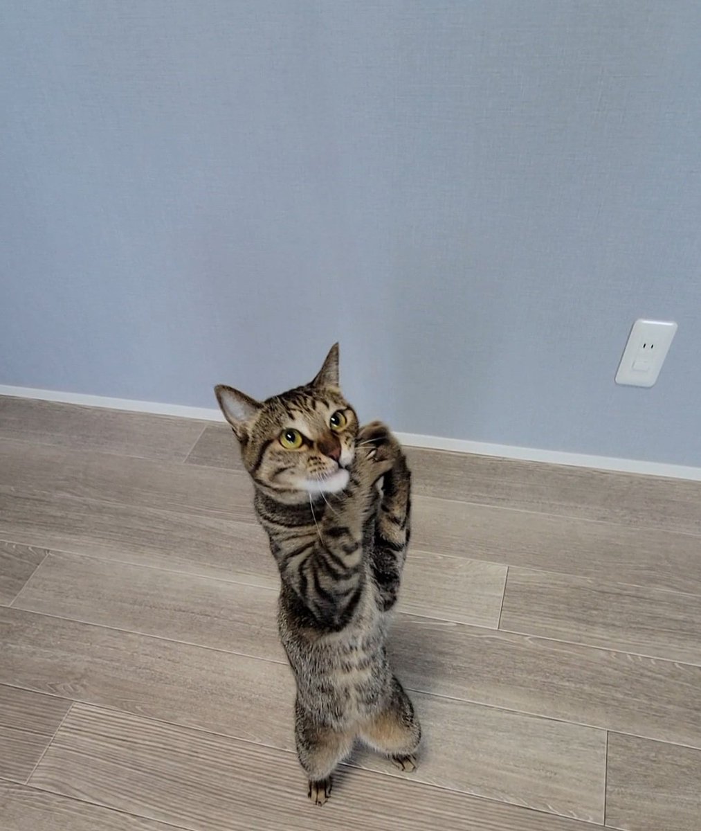 おねがぁい
とびきり美味しいごはんだしてぇ