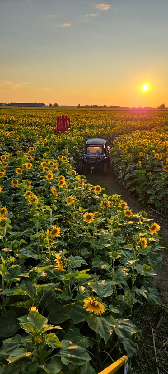 Tomorrow, Dianne and I open up our field and our farm to visitors! 3.2km path through the beautiful sunflowers! $10/ person, proceeds donated toward mental health initiatives!  #sunflowers #agritourism #mentalhealth