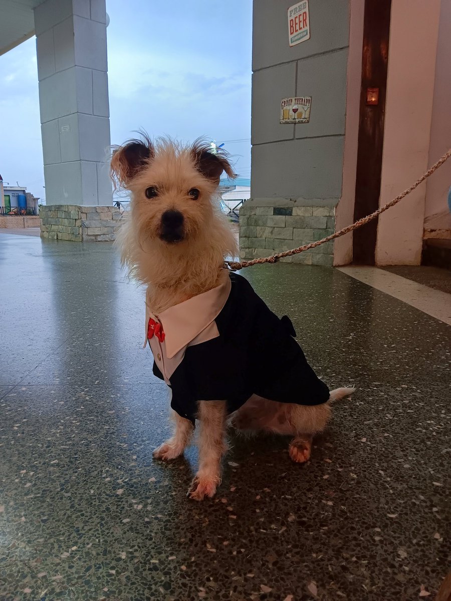 analolitac's tweet photo. No les conté, pero mi perro cumplió años y le cantamos cumpleaños con todos los gatos

Intentamos ir a comer pizza pero estaba cerrado y en otros sitios no aceptaban perros

Les anexo fotos de su outfit cumpleañero❤️ https://t.co/w2mM060muk