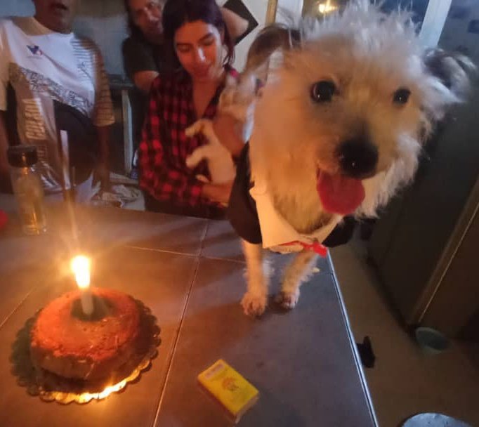 analolitac's tweet photo. No les conté, pero mi perro cumplió años y le cantamos cumpleaños con todos los gatos

Intentamos ir a comer pizza pero estaba cerrado y en otros sitios no aceptaban perros

Les anexo fotos de su outfit cumpleañero❤️ https://t.co/w2mM060muk