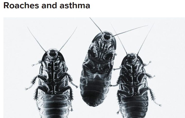 TigerAdvocate1's tweet photo. Many FL prisons are so infested with rats &amp; roaches they crawl on the incarcerated as they try to sleep. Droppings of both trigger asthma &amp; other serious illnesses. This, &amp; no AC in 75% of FL prisons, could drive you mad! @FL_Corrections clean up your #RoachHotel!  #BeatTheHeat https://t.co/9hvn738tCy