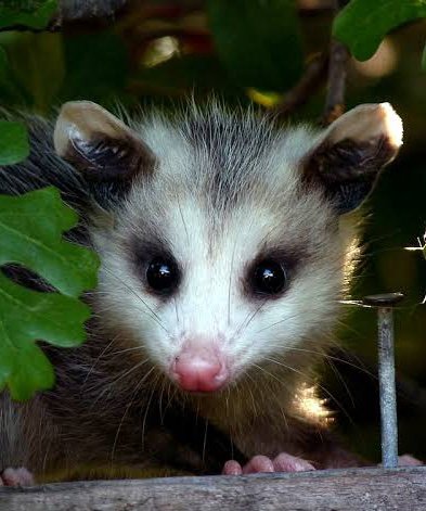 ¿Sabías que existen 103 especies de tlacuaches?

En México habitan 7 especies completamente adaptadas a la diversidad de climas de nuestro país.