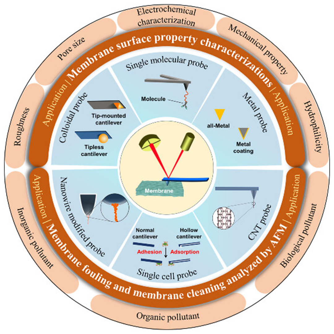 EnvSciTech's tweet image. This ACS ES&amp;amp;T Engineering review from @ZJU_China highlights the applications and advancements of #AtomicForceMicroscopy and probe modification techniques in #MembraneTechnology research.

Read more here 👉 go.acs.org/ah4