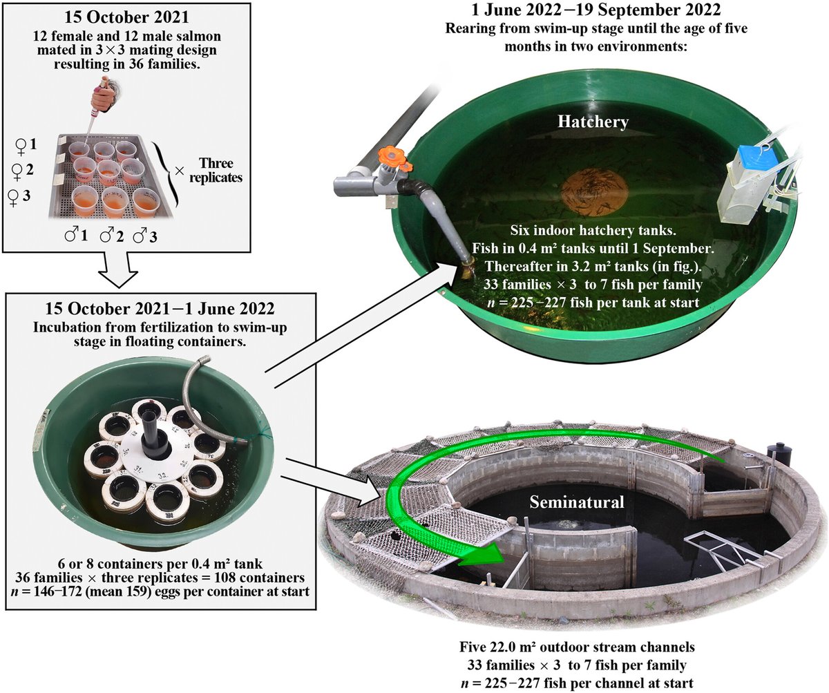 How does typical hatchery rearing vs. semi-natural rearing affect early selection in a critically endangered Atlantic salmon population? Both maternal and genetic effects seem to direct selection according to early environment.

doi.org/10.1111/eva.13…
