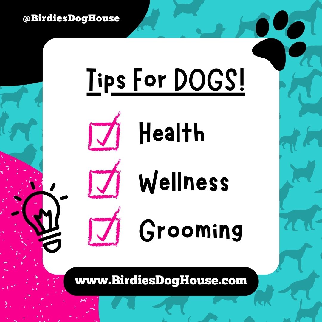 BirdiesDoghouse's tweet photo. 🐶 Dog Care 101 Checklist: #TipsForDogs Health, Wellness + Grooming Essentials ✅ https://t.co/Ap5ylDS1D2
.
#DogCare #DogGrooming #GroomingTips #DogChecklist #DogEssentials #PetEssentials #Dogs #DogTips #DogsLivesMatter #DogLovers #AnimalWelfare #AnimalRescue #BirdiesDoghouse https://t.co/HGszJtaUM6