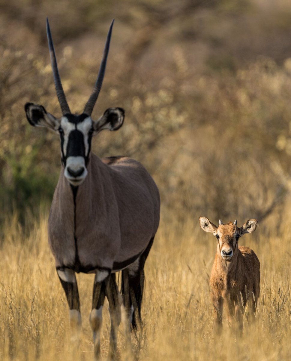 Oryx calves are born with a yellow coat and lack the distinguishing marks of an adult oryx. Known more commonly as a 'gemsbok' in South Africa, both the male and female oryx have horns.⁠ #Tswalu #Oryx #Gemsbok #WildlifePhotographer #GameDriveSightings⁠