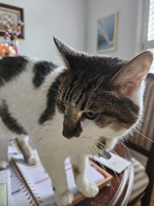 Sheik update. She went back to the vet today. Constipation has improved. She still has the UTI so she